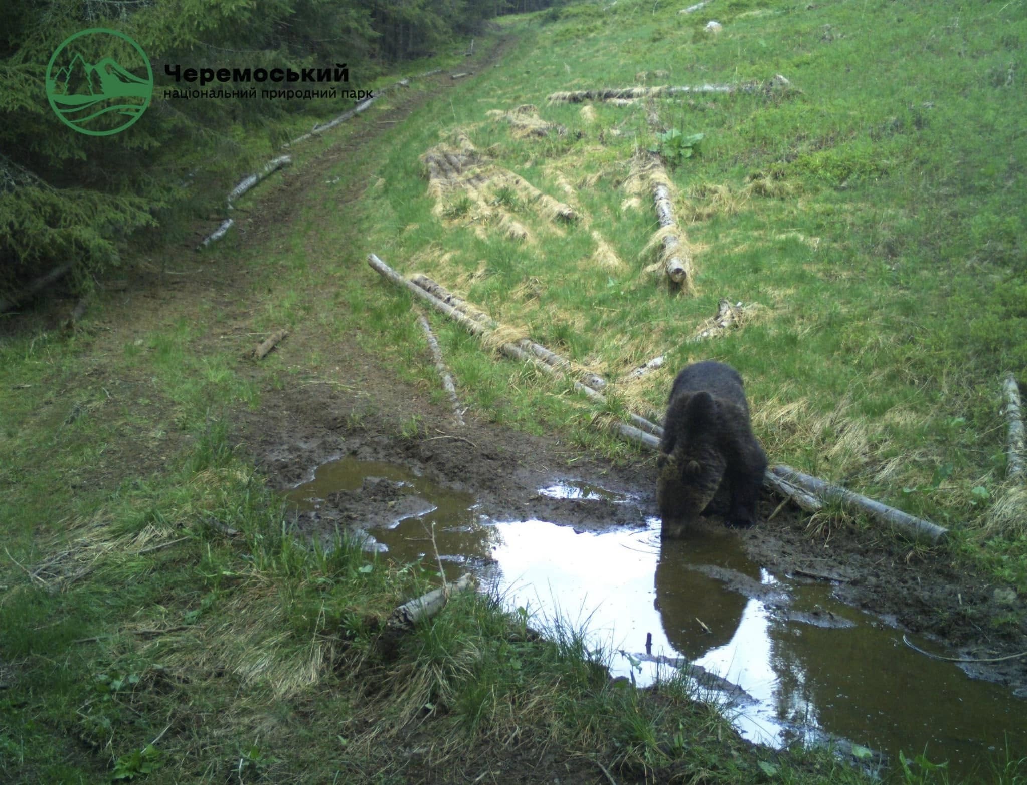 На Буковині зафіксували чотирьох найбільших хижаків Карпат