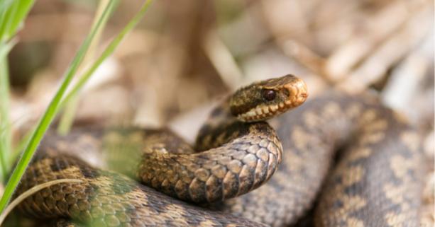 На Львівщині 14-річний підліток потрапив до реанімації після укусу змії