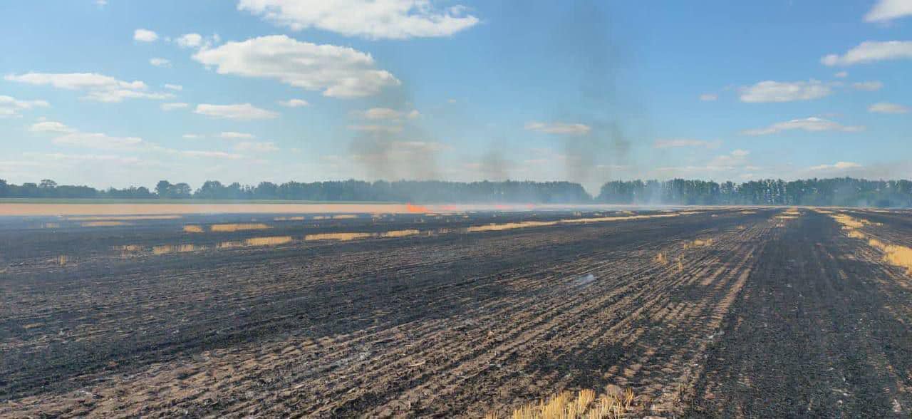 Жнива-2022. На Дніпропетровщині зібрали перший мільйон тонн зерна