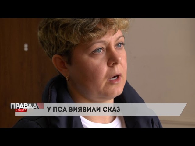 У львівському парку знайшли собаку зі сказом