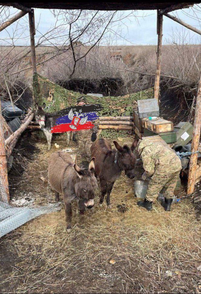 Осляча армія: у Держдумі виправдали використання віслюків на фронті