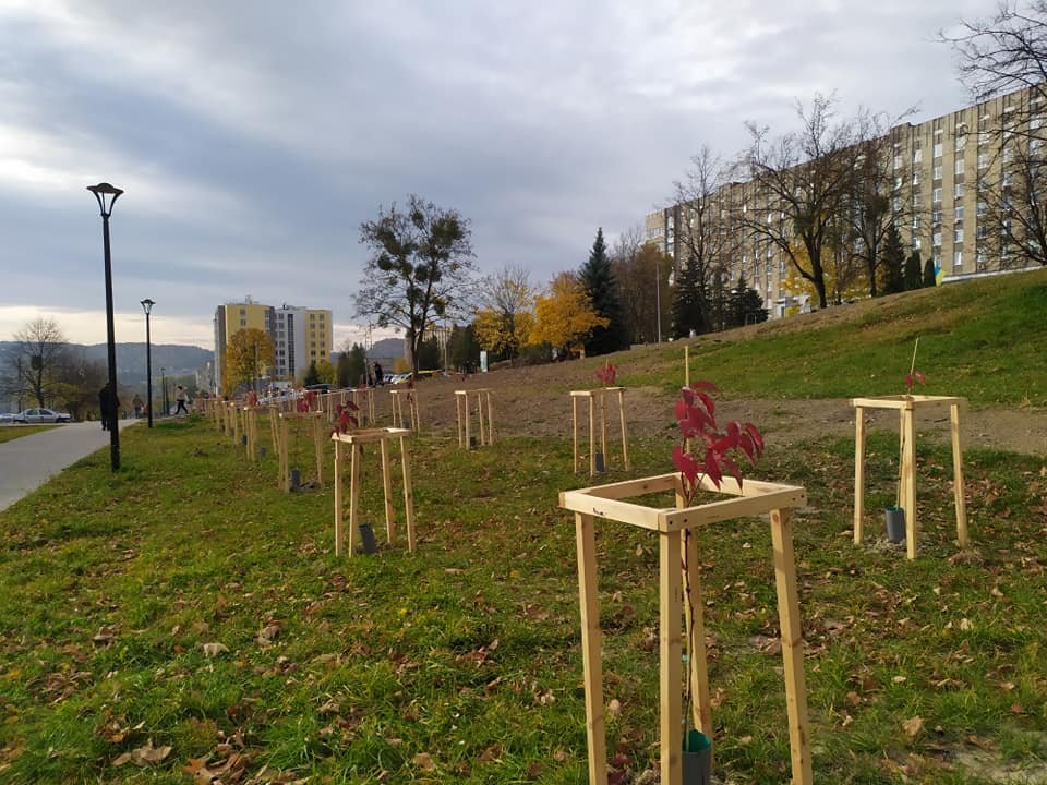 У Львові біля лікарні швидкої допомоги благодійники висадили двадцять сакур